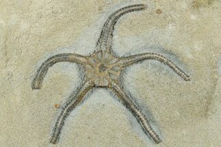 Detailed, Jurassic Brittle Star (Palaeocoma) - England #240754