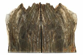 Polished Petrified Wood Bookends - Washington #240773