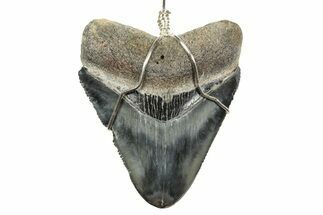 Fossil Juvenile Megalodon Tooth Necklace - South Carolina #240687