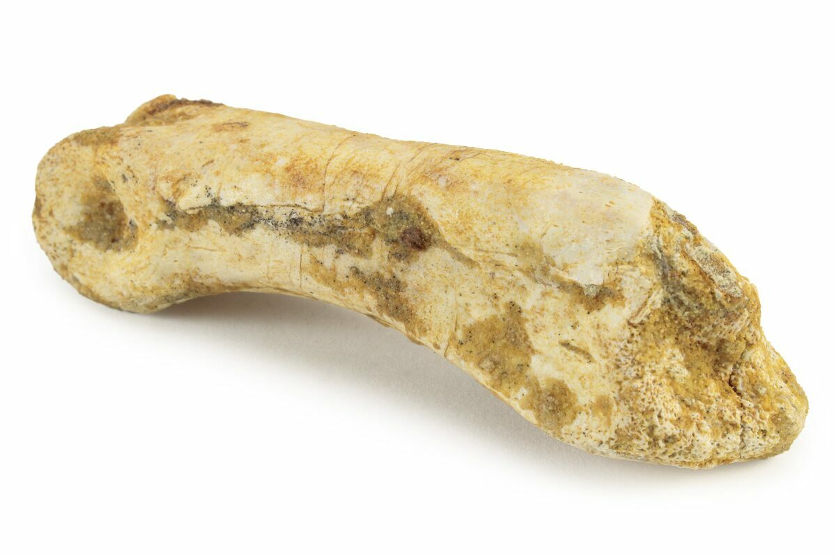 3" Fossil Toe Bone Kem Kem Beds, Morocco (241027) For Sale