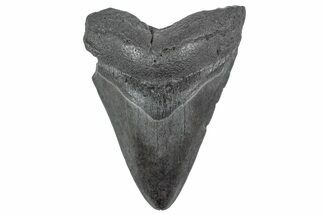 Fossil Megalodon Tooth - South Carolina #236291