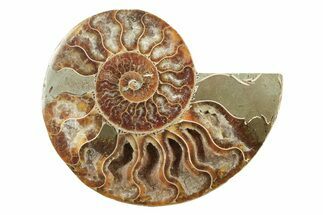 Cut & Polished Ammonite Fossil (Half) - Madagascar #240956