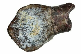 Very Rare Basal Sauropod (Spinophorosaurus) Tooth - Niger #241057