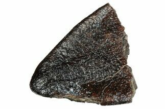 Rare Sauropod (Jobaria) Tooth Tip - Niger #241059