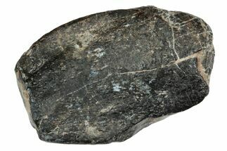 Rare Sauropod (Jobaria) Partial Tooth - Niger #241061