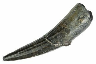Spinosaurid Dinosaur (Suchomimus) Tooth - Niger #241082