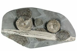 Fossil Ichthyosaurus Bones with Ammonites - Whitby, England #240843