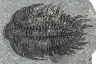 Spiny Delocare (Saharops) Trilobite - Bou Lachrhal, Morocco #241157
