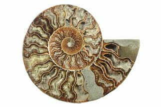 Cut & Polished Ammonite Fossil (Half) - Madagascar #241000