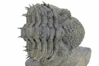 Enrolled Spiny Drotops Armatus Trilobite - Mrakib, Morocco #241160