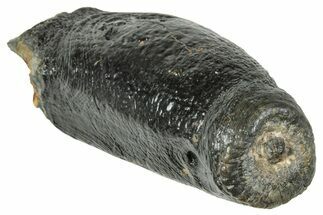 Fossil Desmostylus (Hippo-Like Animal) Premolar - California #241169