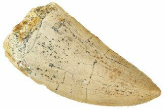 Serrated, Carcharodontosaurus Tooth - Real Dinosaur Tooth #241360