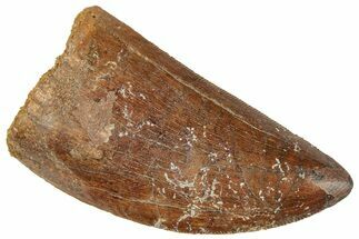 Serrated, Carcharodontosaurus Tooth - Real Dinosaur Tooth #241366