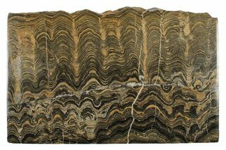 Polished Stromatolite (Greysonia) Slab - Bolivia #241746