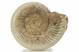 Jurassic Ammonite (Perisphinctes) - Madagascar #241570