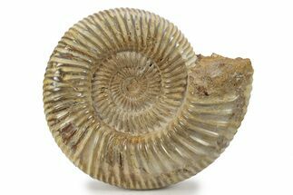 Jurassic Ammonite (Perisphinctes) - Madagascar #241572
