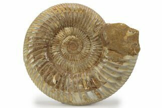 Jurassic Ammonite (Perisphinctes) - Madagascar #241582
