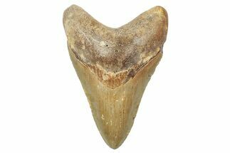 Fossil Megalodon Tooth - North Carolina #236869