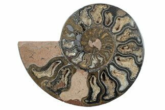 Cut & Polished Ammonite Fossil (Half) - Unusual Black Color #241519