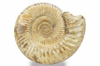 Jurassic Ammonite (Perisphinctes) - Madagascar #241644