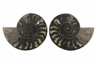 Cut & Polished Ammonite Fossil - Unusual Black Color #241511