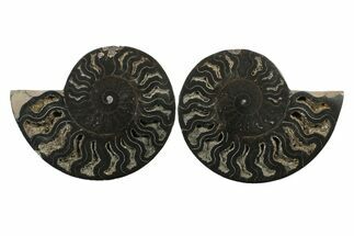 Cut & Polished Ammonite Fossil - Unusual Black Color #241535