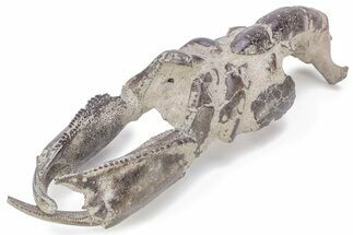 Fossil Mud Lobster (Thalassina) - Indonesia #241906