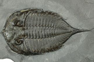 Dalmanites Trilobite Fossil - New York #241931