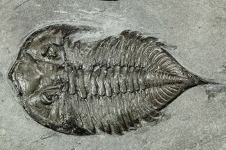 Dalmanites Trilobite Fossil - New York #241940