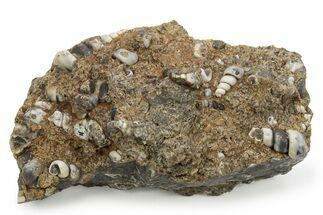 Fossil Freshwater Snails (Elimia) In Limestone - Wyoming #242088