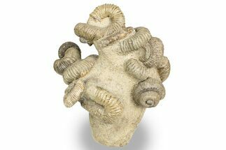 Tall Cluster Of Heteromorph (Nostoceras) Ammonite Fossils #241988