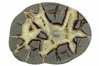 Polished Septarian Nodule Half - Utah #241996