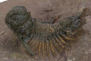 Exceptional Zlichovaspis Spinifera Trilobite - 2.9