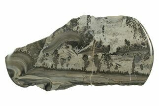 Triassic Aged Stromatolite Fossil - England #242032