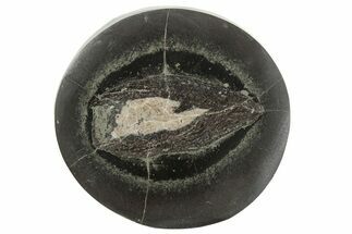 Polished Fish Coprolite (Fossil Poo) Nodule Half - Scotland #242045