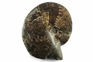 Ammonite (Placenticeras) Fossil - Eastern Montana #242363