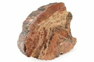 Polished, Petrified Wood (Araucarioxylon) - Arizona #242370