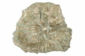 Petrified Wood (Woodworthia) Round - Arizona #242415