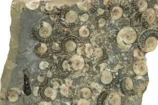 Golden Calcite Ammonite (Promicroceras) Cluster - England #242419