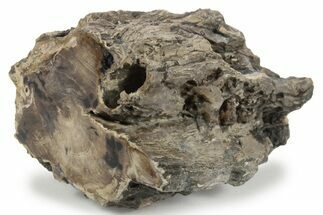 Long, Petrified Wood (Schinoxylon) Limb - Blue Forest, Wyoming #242462