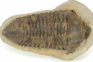 Rare, Calymenid (Pradoella) Trilobite - Jbel Kissane, Morocco #242424