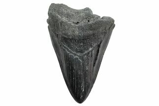 Fossil Megalodon Tooth - South Carolina #236265