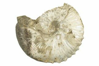Cretaceous Fossil Ammonite (Hoploscaphities) - South Dakota #242535