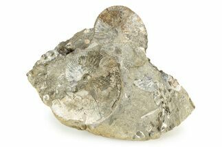 Cretaceous Fossil Ammonite (Hoploscaphities) - South Dakota #242537