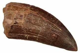 Serrated, Carcharodontosaurus Tooth - Real Dinosaur Tooth #241398