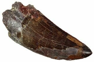 Serrated, Carcharodontosaurus Tooth - Very Robust Tooth #242594