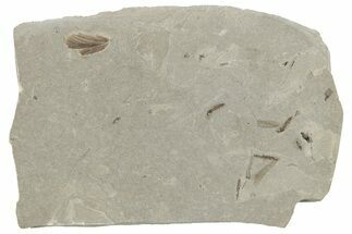 Detailed Fossil Feather and Crane Flies - Green River Formation #242712