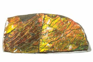 Iridescent Ammolite (Fossil Ammonite Shell) - Alberta #242978