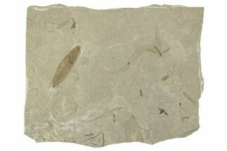 Fossil Leaf, Crane Fly, and Beetle Plate - Utah #242779