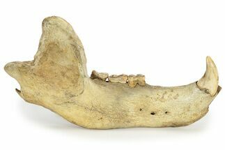 Fossil Cave Bear (Ursus spelaeus) Lower Jaw - Romania #243214